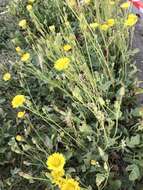 Image of Italian hawksbeard