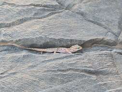 Image of Richtersveld Gecko