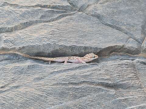 Image of Richtersveld Gecko
