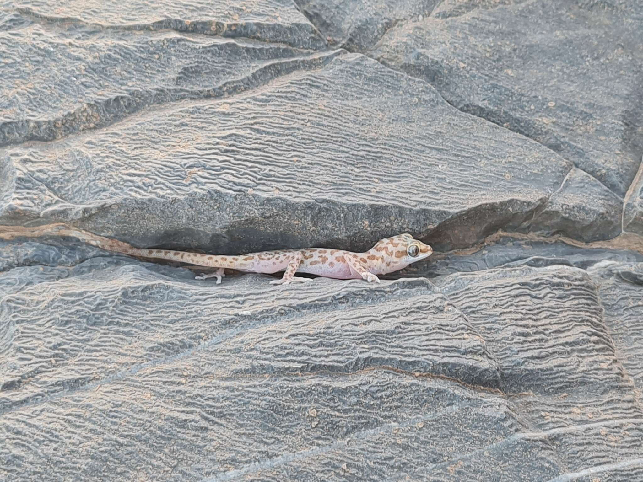 Image of Richtersveld Gecko