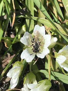 Image of Andrena pulverea Viereck 1917