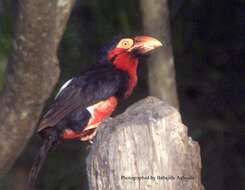 Image of Bearded Barbet