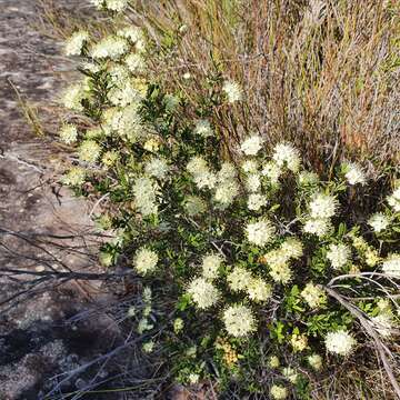 Image of Phebalium squamulosum subsp. squamulosum