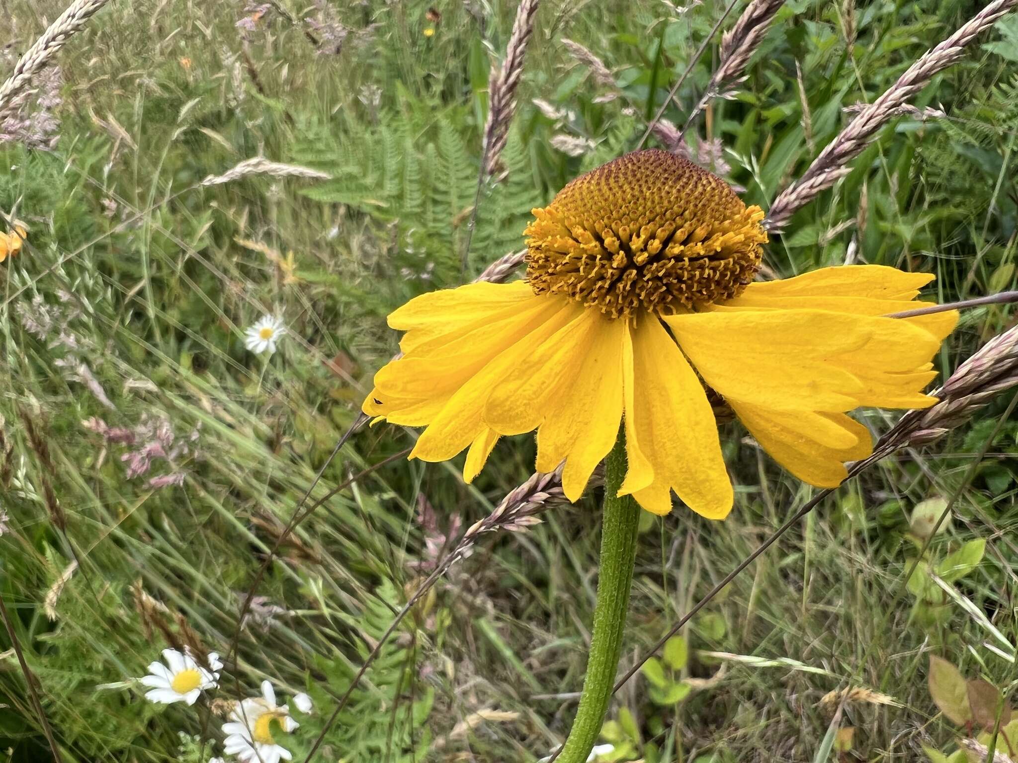 Image of Coastal Sneezeweed