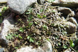 Image of Lepidium tenuicaule Kirk