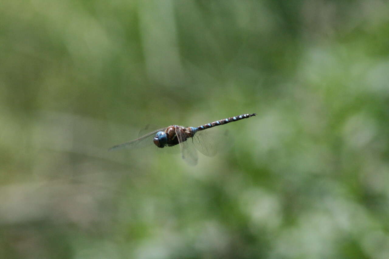 Image of Blue-eyed Darner