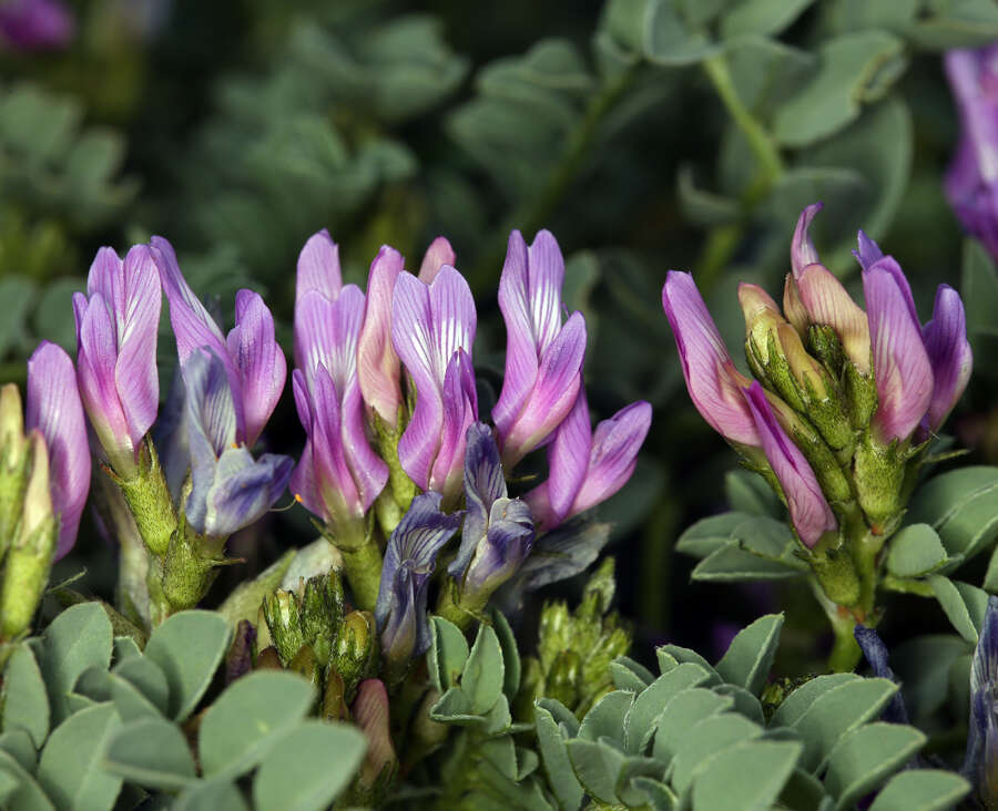 Imagem de Astragalus iodanthus var. iodanthus