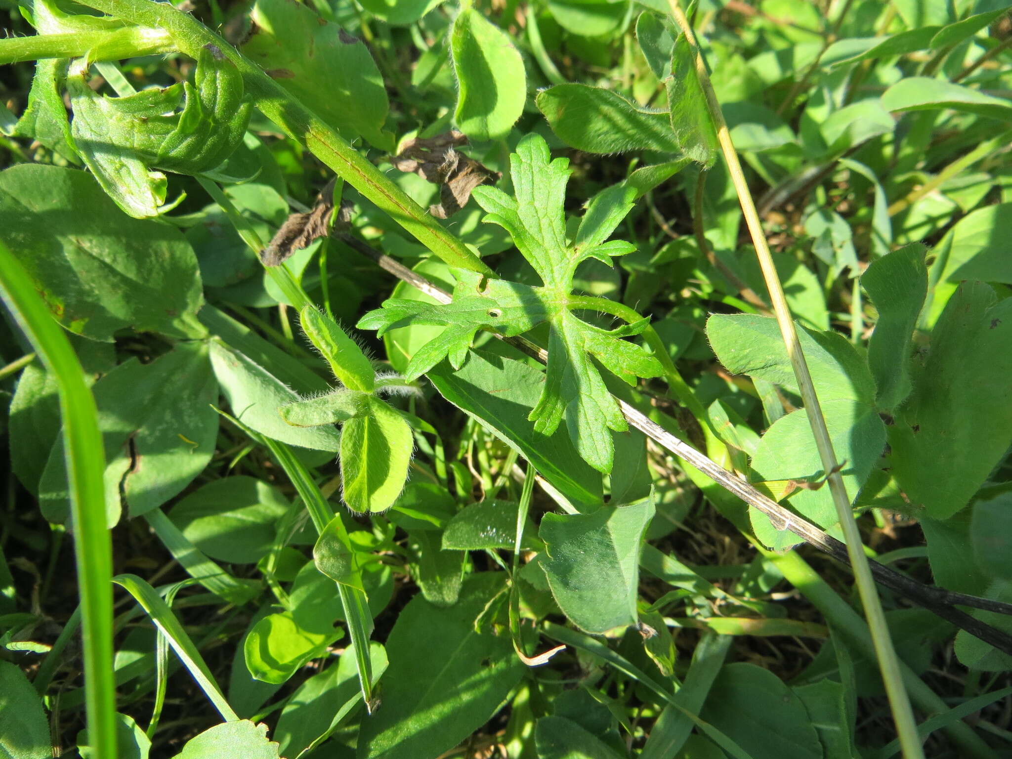 Image of Ranunculus polyanthemos L.