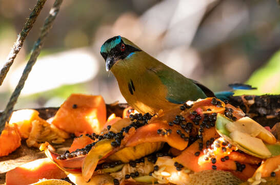 Image de Motmot caraïbe