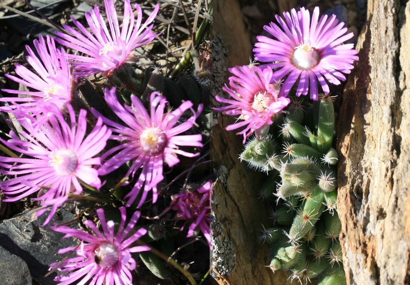 Image of Trichodiadema marlothii L. Bol.