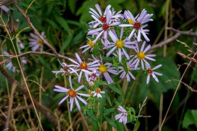 Image of New York aster