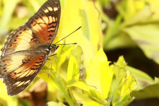 Image of Junonia sophia infracta Butler 1888