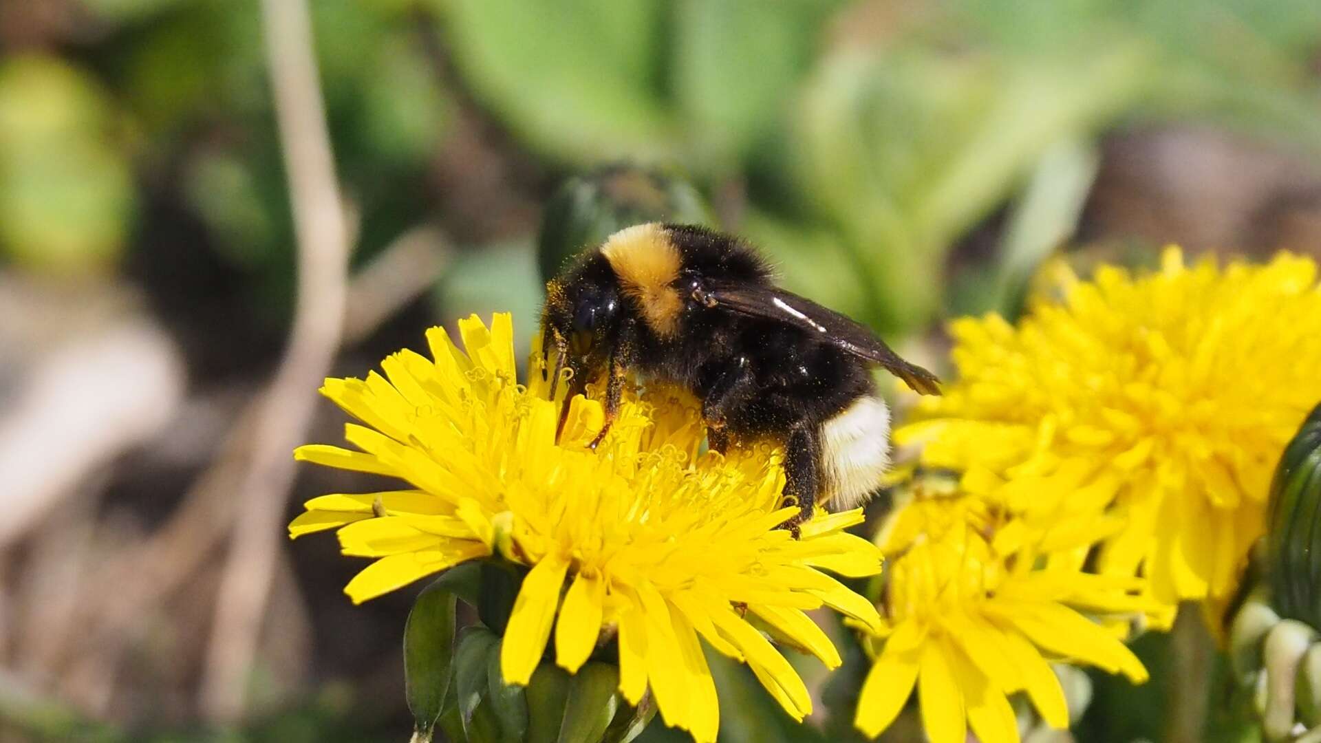 Image of Ashton's Cuckoo Bumblebee