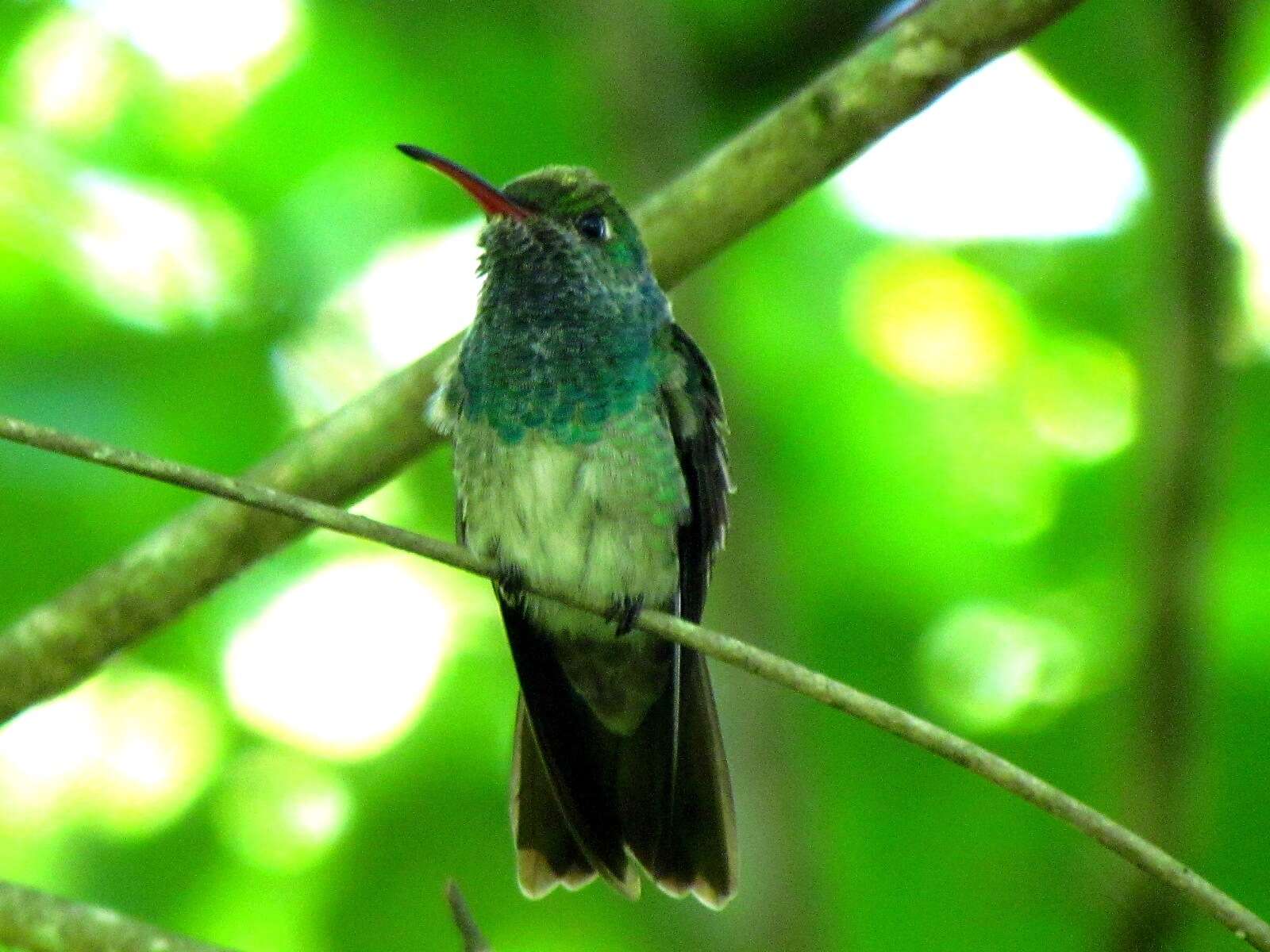 Image of Honduran Emerald