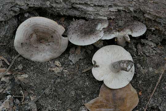 Image of Lactarius cinereus Peck 1872