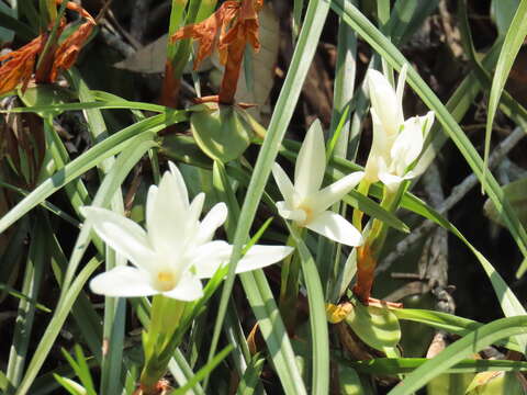 Image of Maxillaria pulchra (Schltr.) L. O. Williams ex Correll