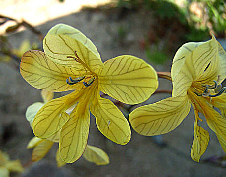 Image of Tritonia chrysantha Fourc.