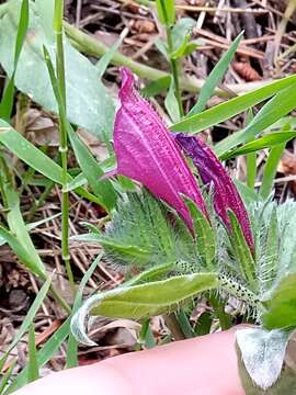 Image of Echium creticum subsp. creticum