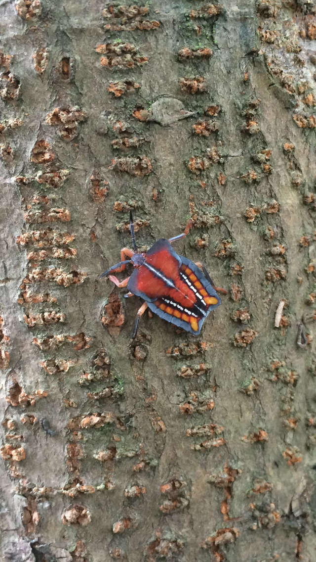 Image of litchi giant stink bug