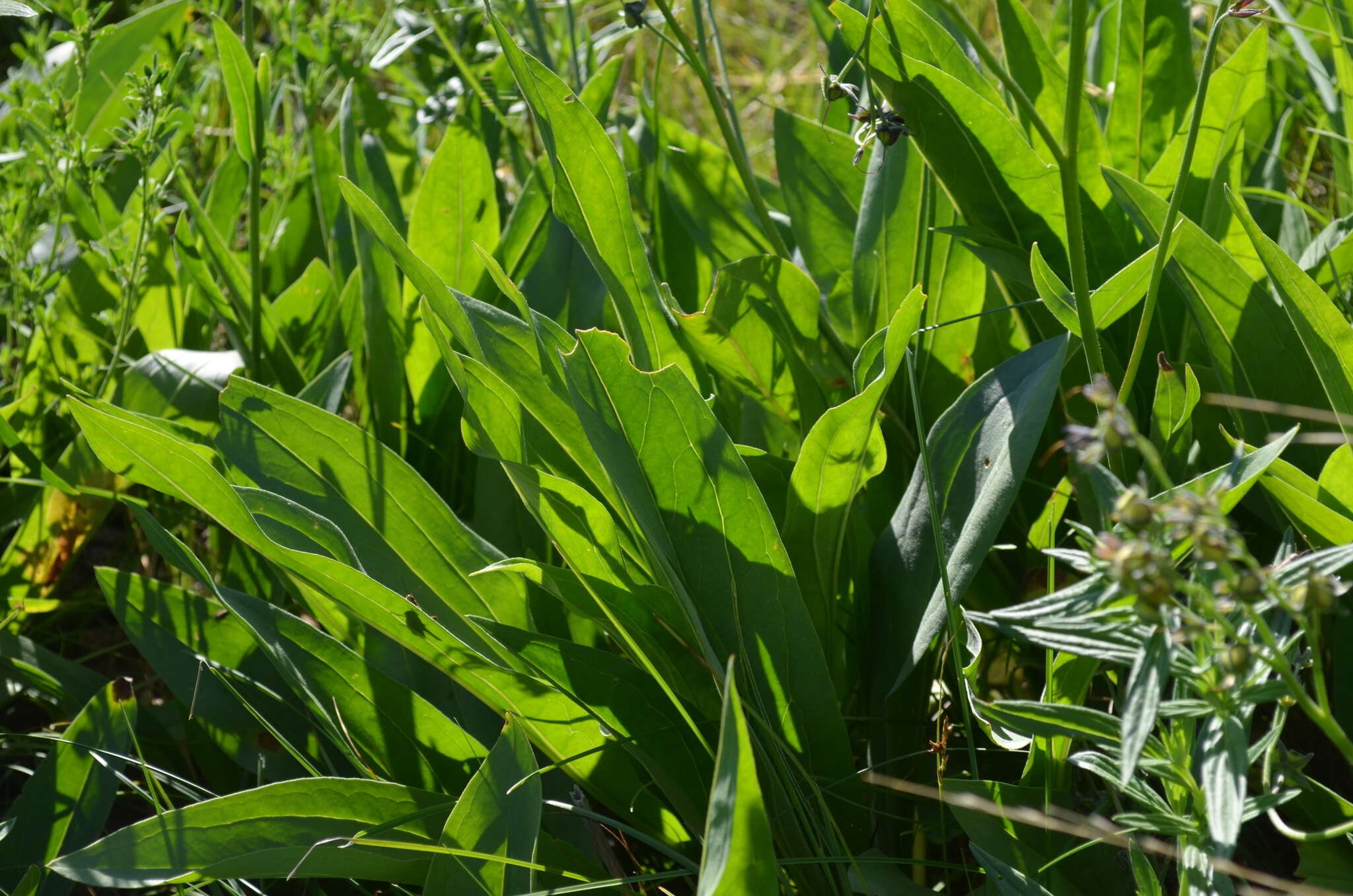 Image of Cynoglossum stylosum subsp. stylosum