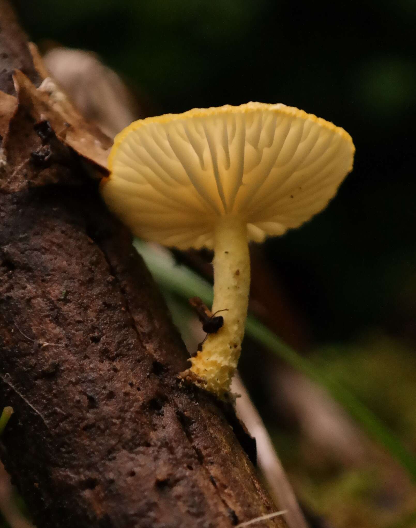 Image de Cyptotrama asprata (Berk.) Redhead & Ginns 1980