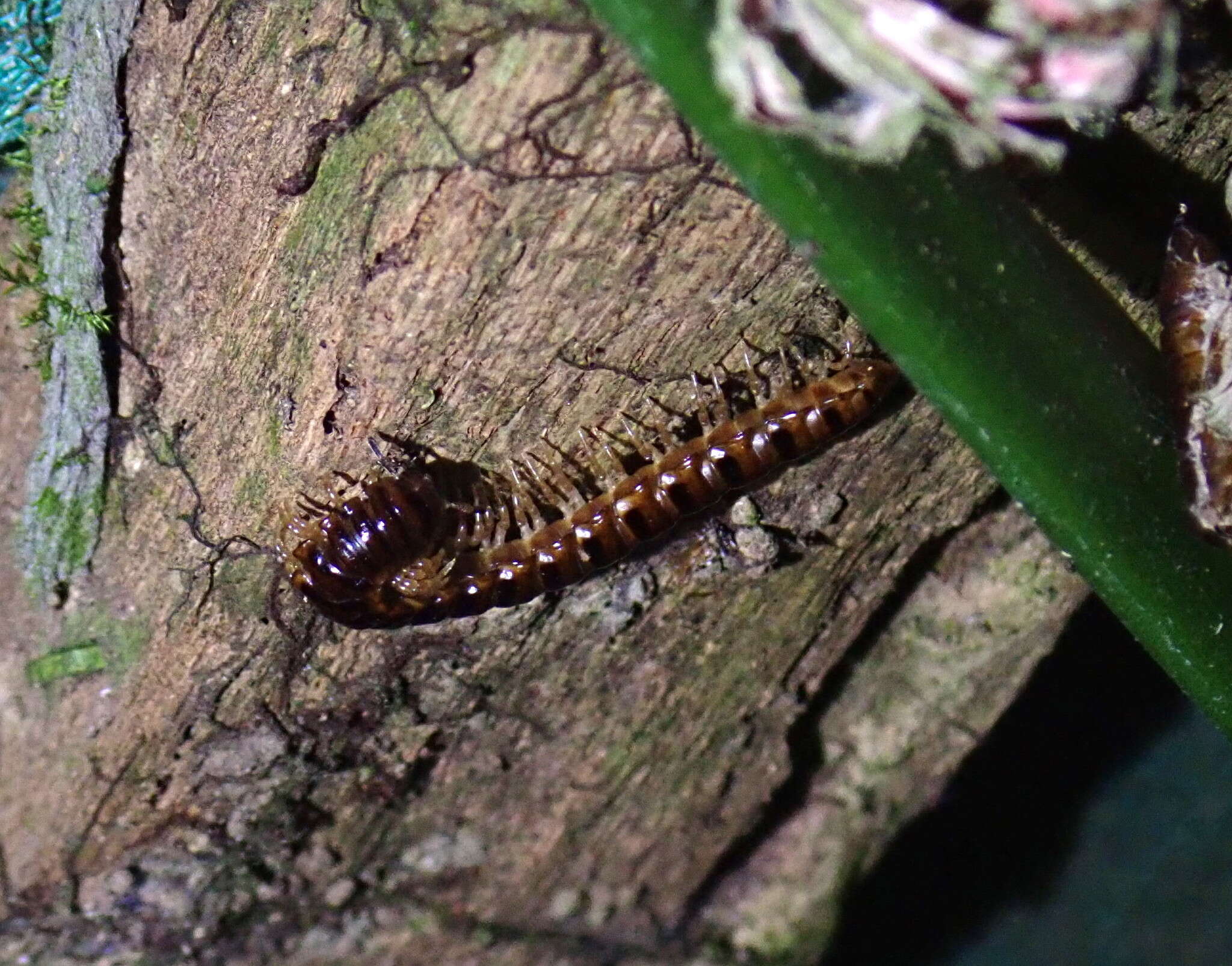 Image of Chamberlinius hualienensis Wang 1956