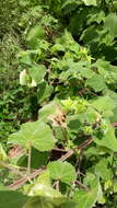 Hibiscus vitifolius L.的圖片