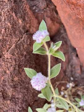 Image of Gomphrena cunninghamii (Moq.) Druce