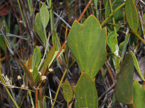 Image of Centella dolichocarpa