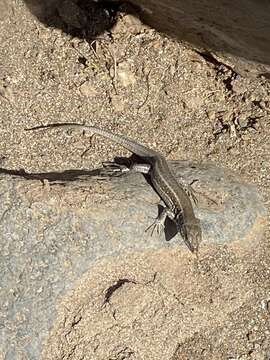 Image of Atlantic Lizard