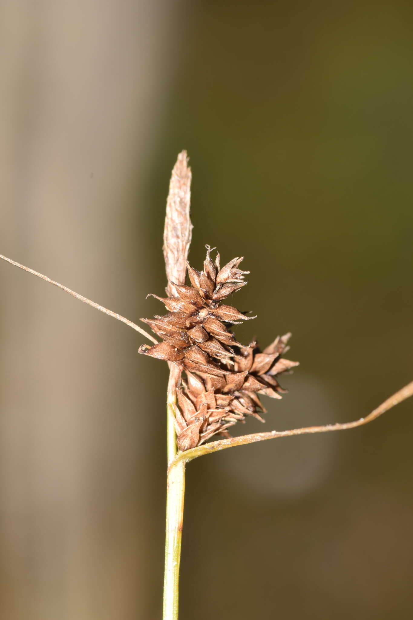 Image de Carex fuscula d'Urv.