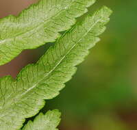 Image of Pteris epaleata D. J. Ohlsen