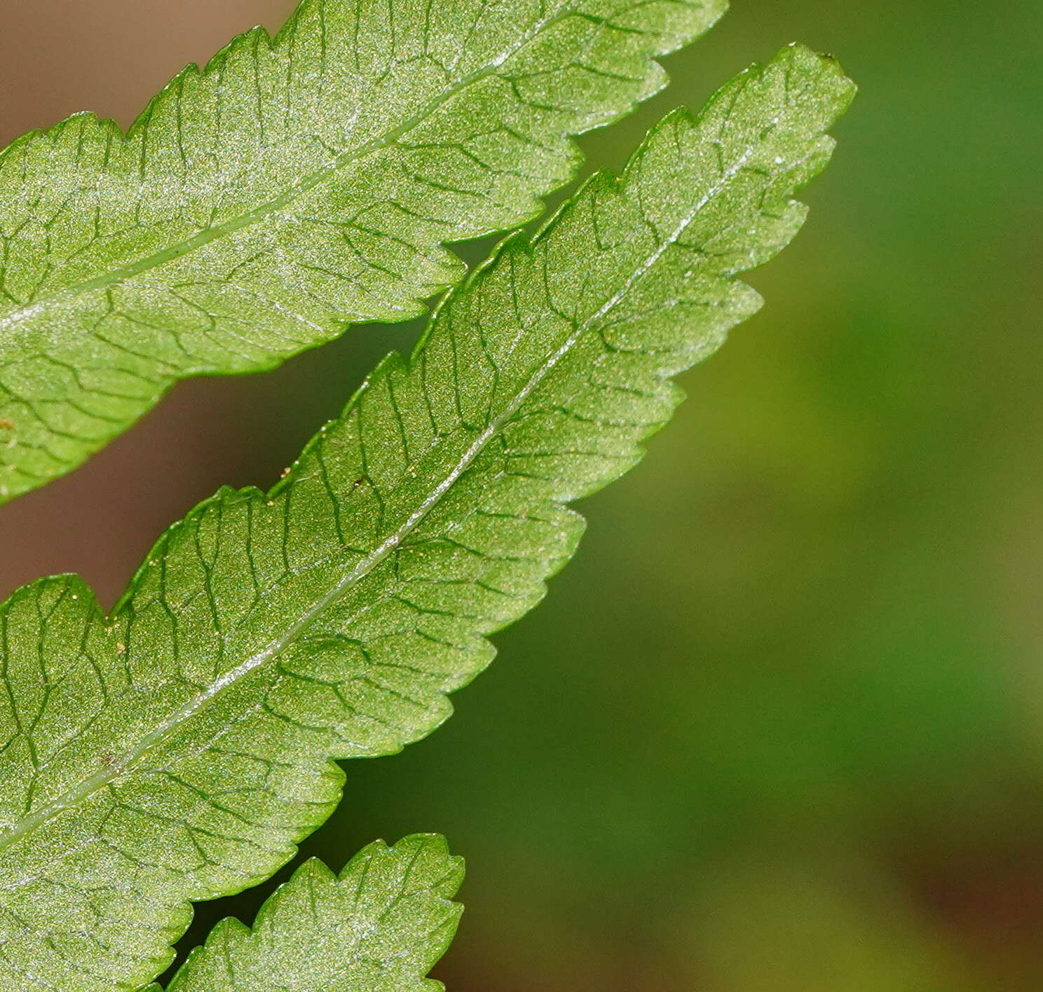 Sivun Pteris epaleata D. J. Ohlsen kuva