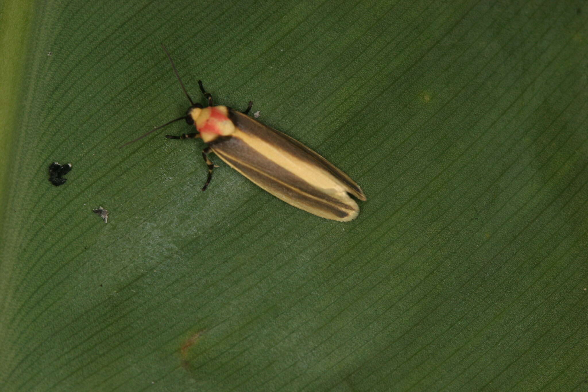 Rhabdatomis laudamia Druce 1885 resmi