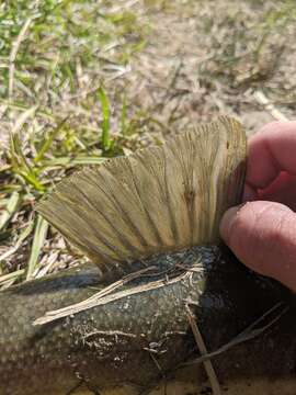 Plancia ëd Catostomus catostomus (Forster 1773)