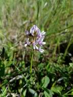 Image of Ozark milkvetch