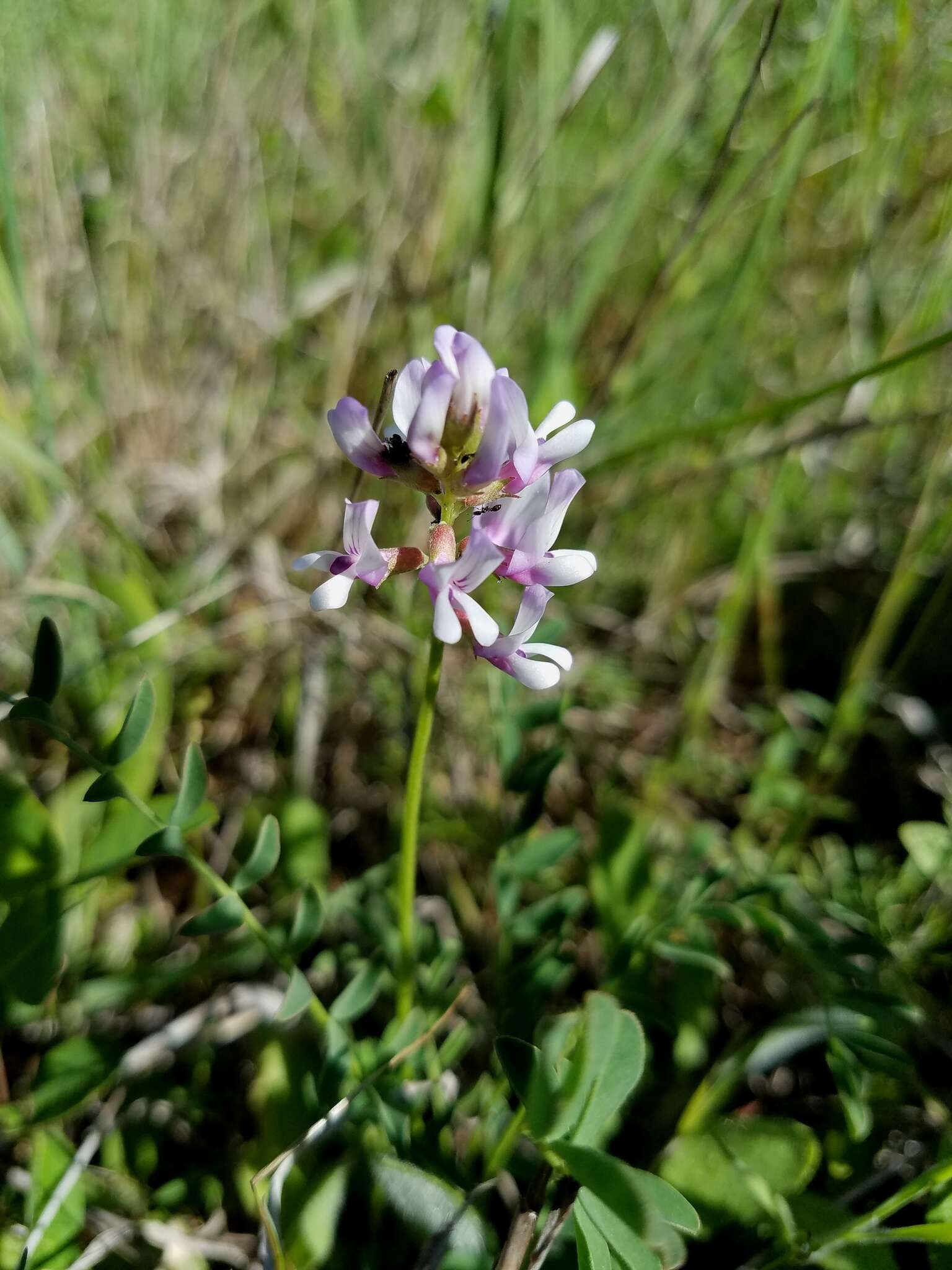 Image of Ozark milkvetch