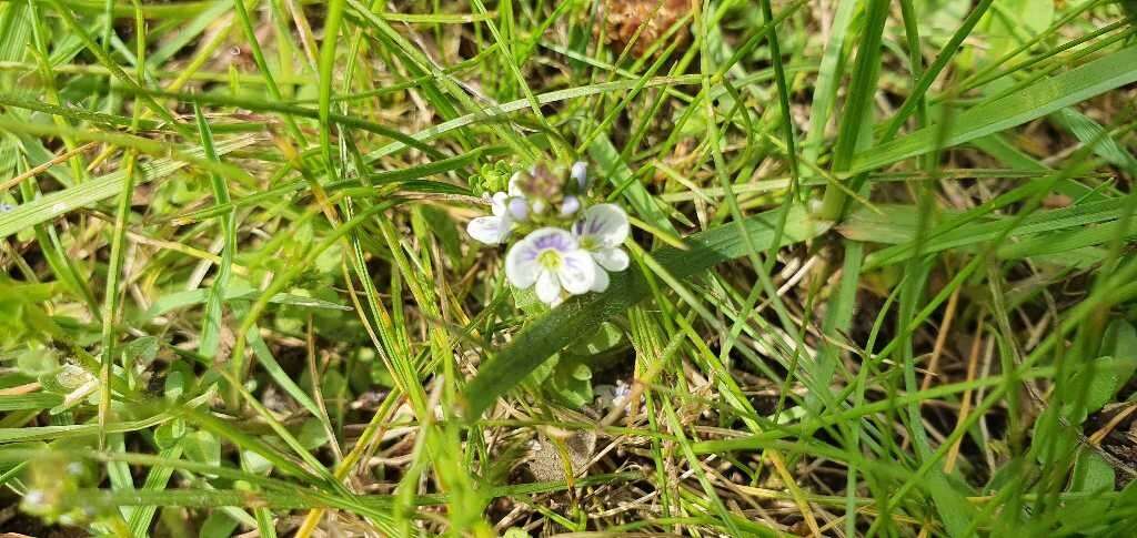 Image of thymeleaf speedwell