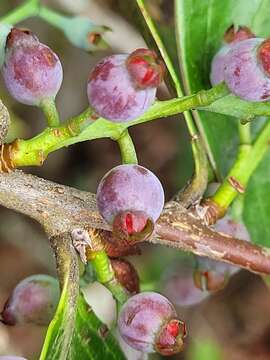 Image of Vaccinium dunalianum Wight