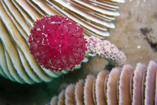 Image of Oceanapia sagittaria (Sollas 1902)