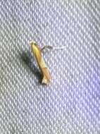 Image of Caloptilia packardella (Chambers 1872)