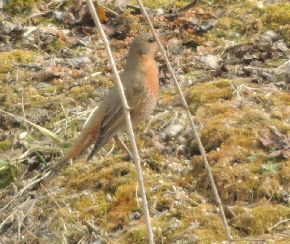 Image of Dusky Thrush