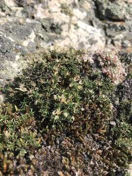 Image of Adenonema cherleriae (Fisch. ex Ser.) M. T. Sharples & E. A. Tripp