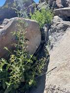 Image of desert figwort