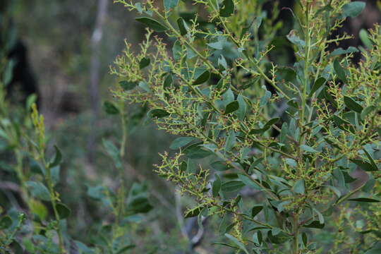 Image of Acacia myrtifolia (Sm.) Willd.