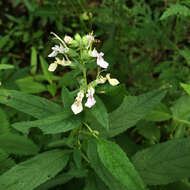 Image of Canada germander