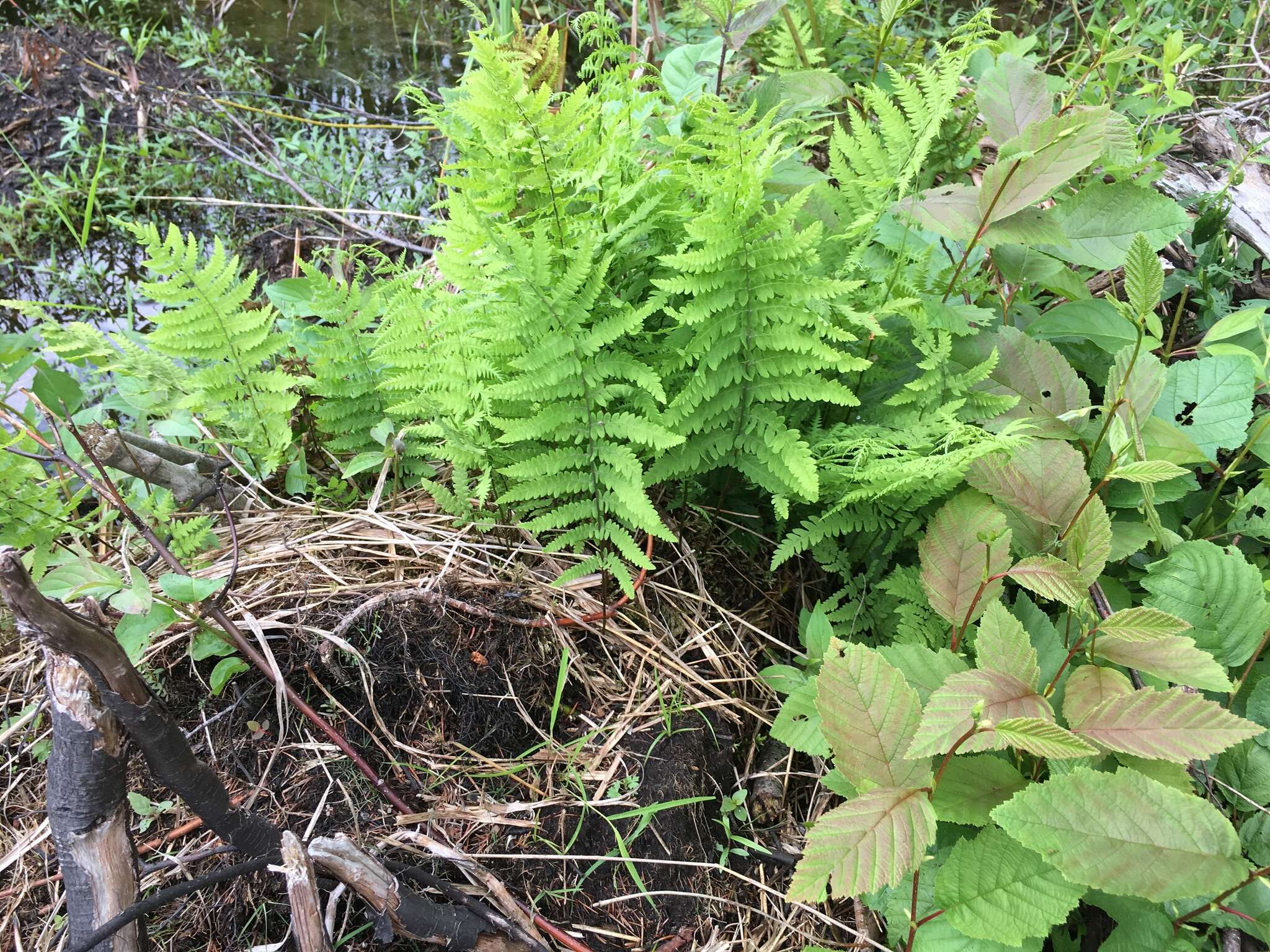 Image of Marsh Fern