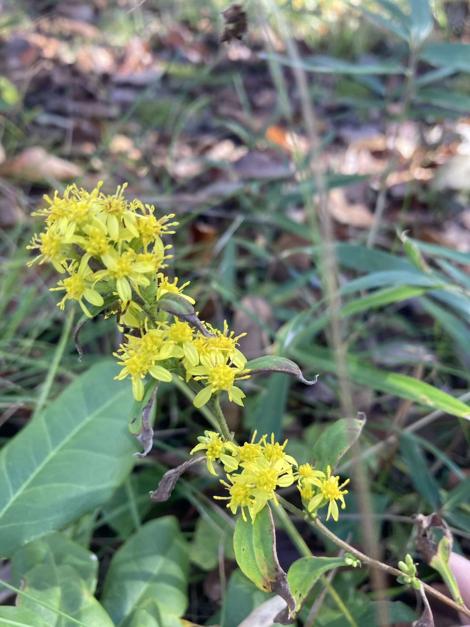 Image of Solidago virgaurea subsp. asiatica (Nakai ex Hara) Kitam. ex Hara