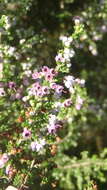 Image of hairy grey heather