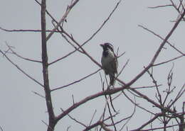 Image of Black-throated Barbet